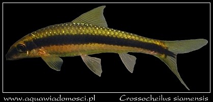 Kosiarka (Crossocheilus siamensis)