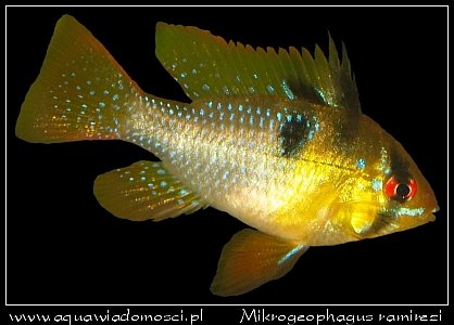 Piel�gniczka Ramireza (Microgeophagus ramirezi)
