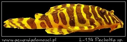 L-134 Peckoltia sp.
