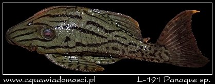 L-191 Panaque sp.