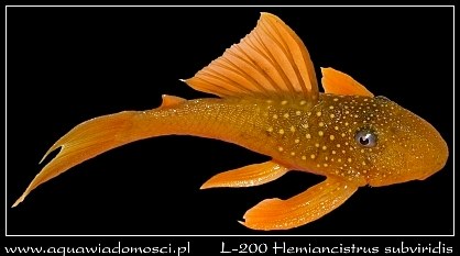 L-200 Hemiancistrus subviridis