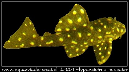 L-201 Hypancistrus inspector L-201 Hypancistrus inspector