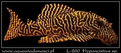 L-260 Hypancistrus sp.