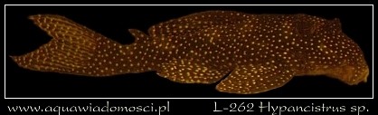 L-262 Hypancistrus sp.