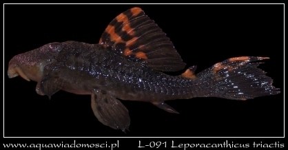 L-091 Leporacanthicus triactis