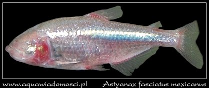 lepczyk Jaskiniowy (Astyanax fasciatus mexicanus)